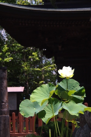 P7215385 - o[W 2.jpg